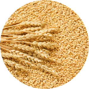 Ceramosides™ (Triticum Vulgare)