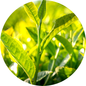 Green Tea Leaf (Camellia Sinensis L)