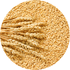 Ceramosides™ (Triticum Vulgare)