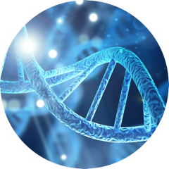 NMN (Nicotinamide Mononucleotide)